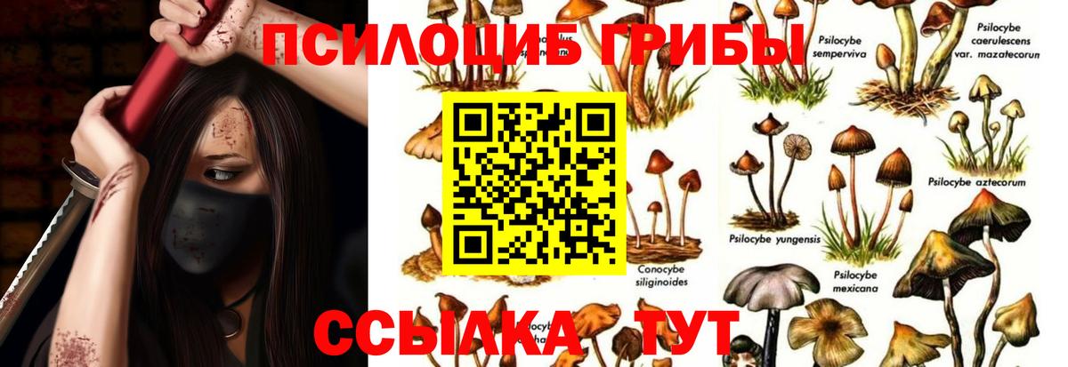 Псилоцибиновые грибы Psilocybe Тосно